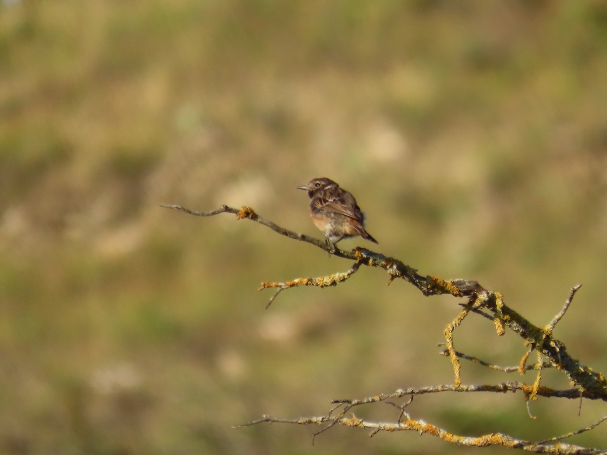 European Stonechat - ML474589701