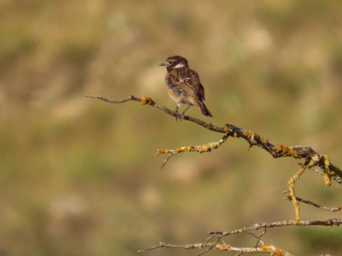 European Stonechat - ML474589711