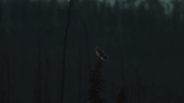 Short-eared Owl (Northern) - ML474590