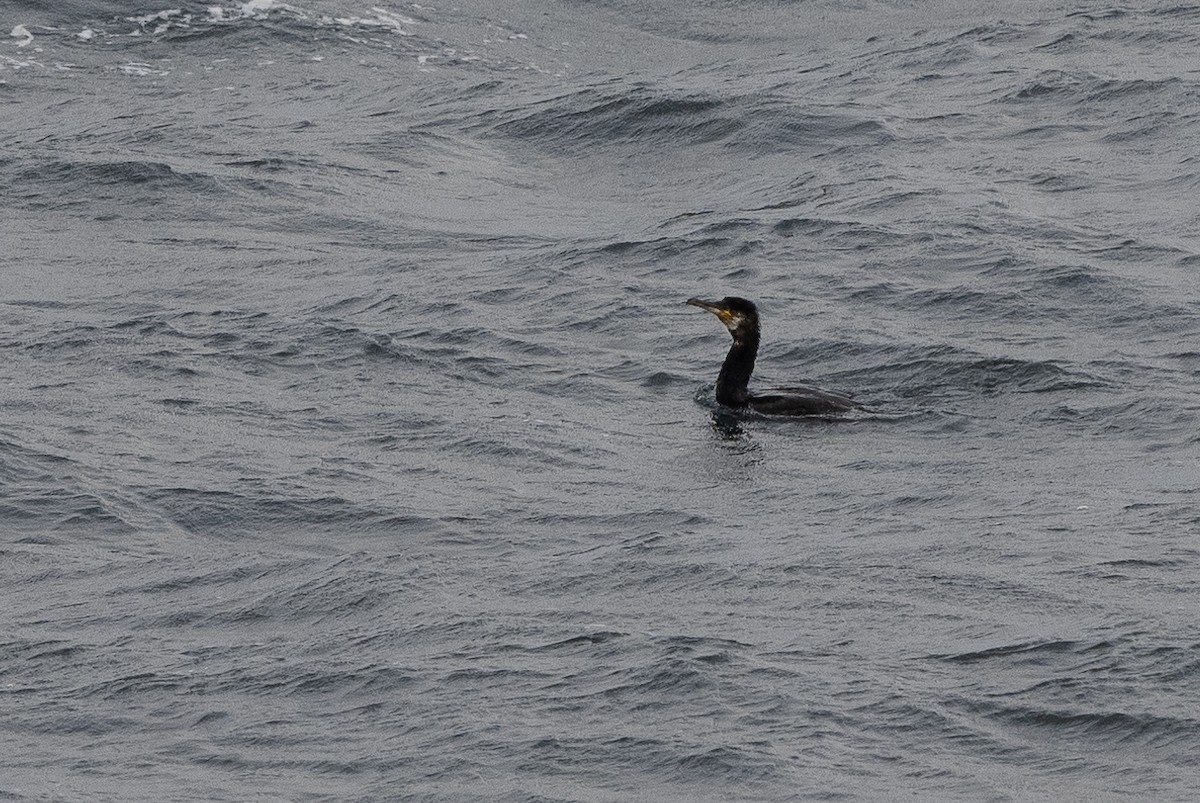 Great Cormorant - Stephen Davies