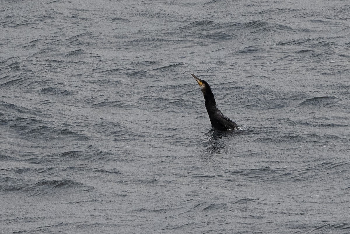 Great Cormorant - Stephen Davies