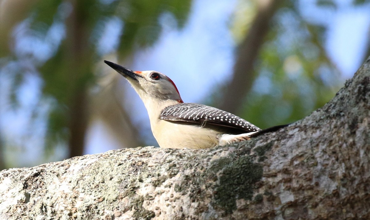 Golden-fronted Woodpecker (Velasquez's) - ML474590361
