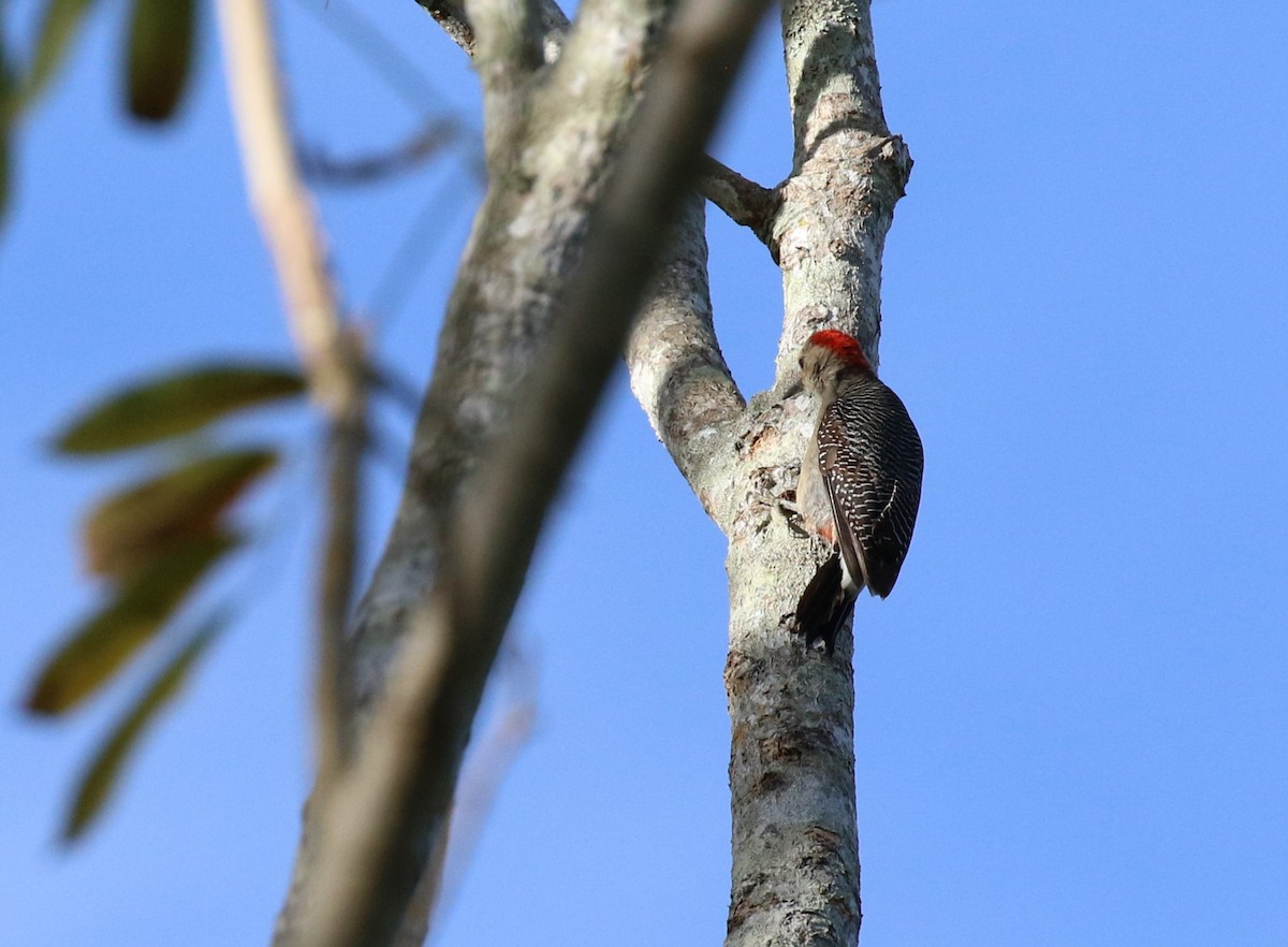 Golden-fronted Woodpecker (Velasquez's) - ML474590371