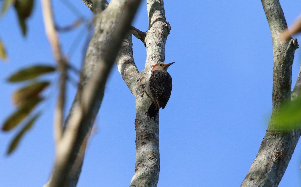 Golden-fronted Woodpecker (Velasquez's) - ML474590381