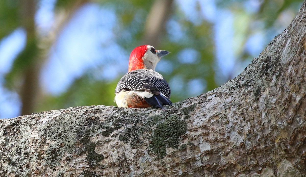 Golden-fronted Woodpecker (Velasquez's) - ML474590391