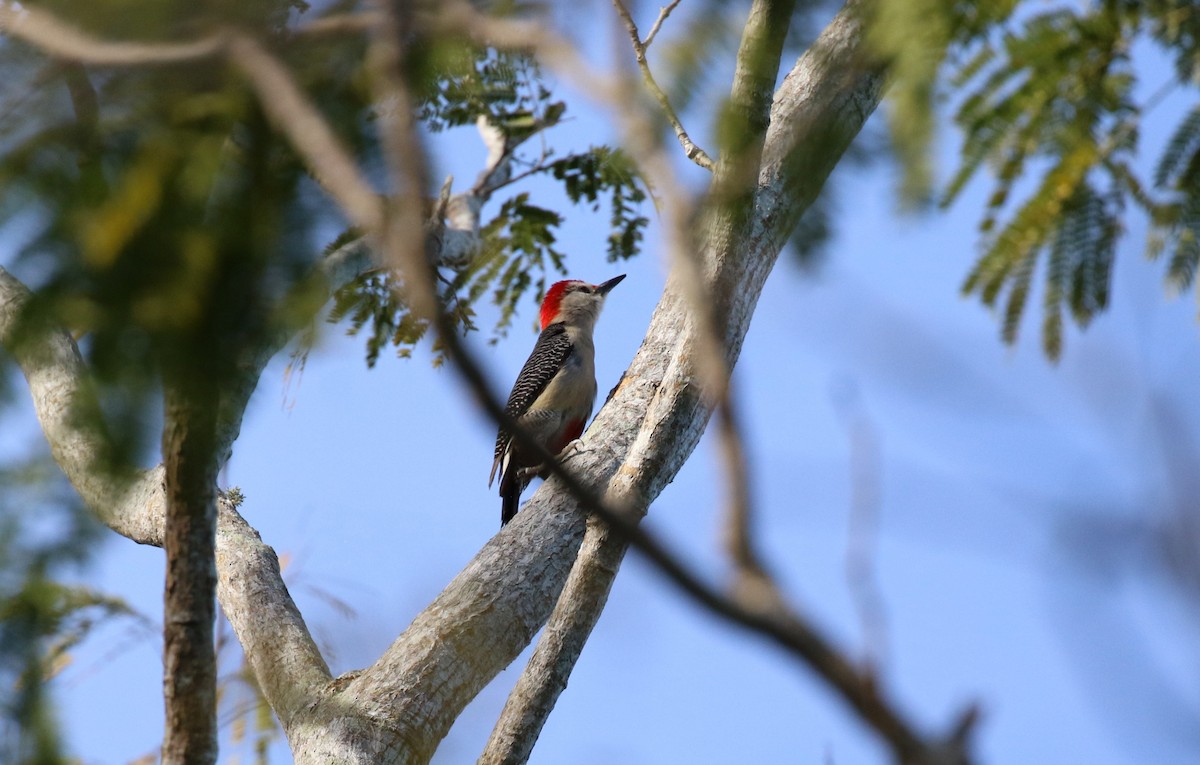 Golden-fronted Woodpecker (Velasquez's) - ML474590411