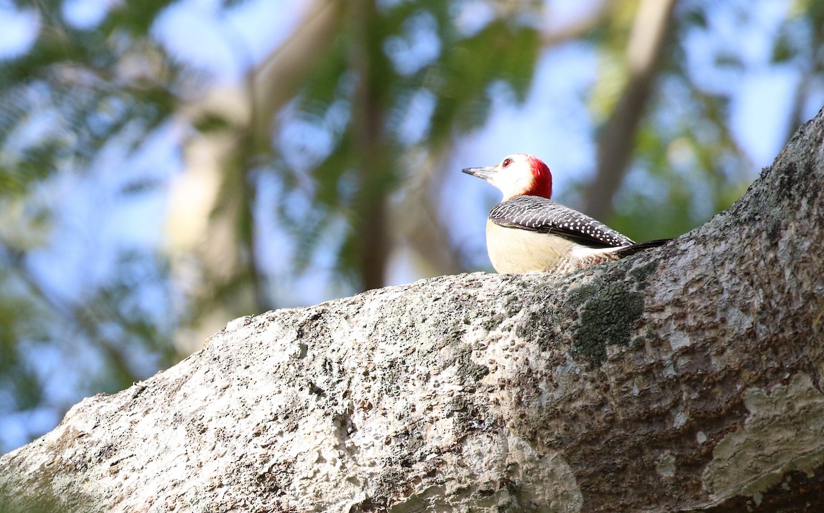 Golden-fronted Woodpecker (Velasquez's) - ML474590421