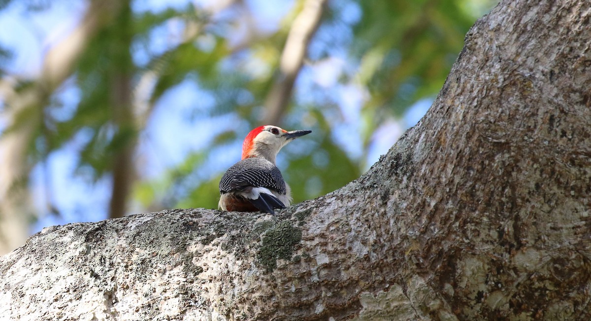 Golden-fronted Woodpecker (Velasquez's) - ML474590431