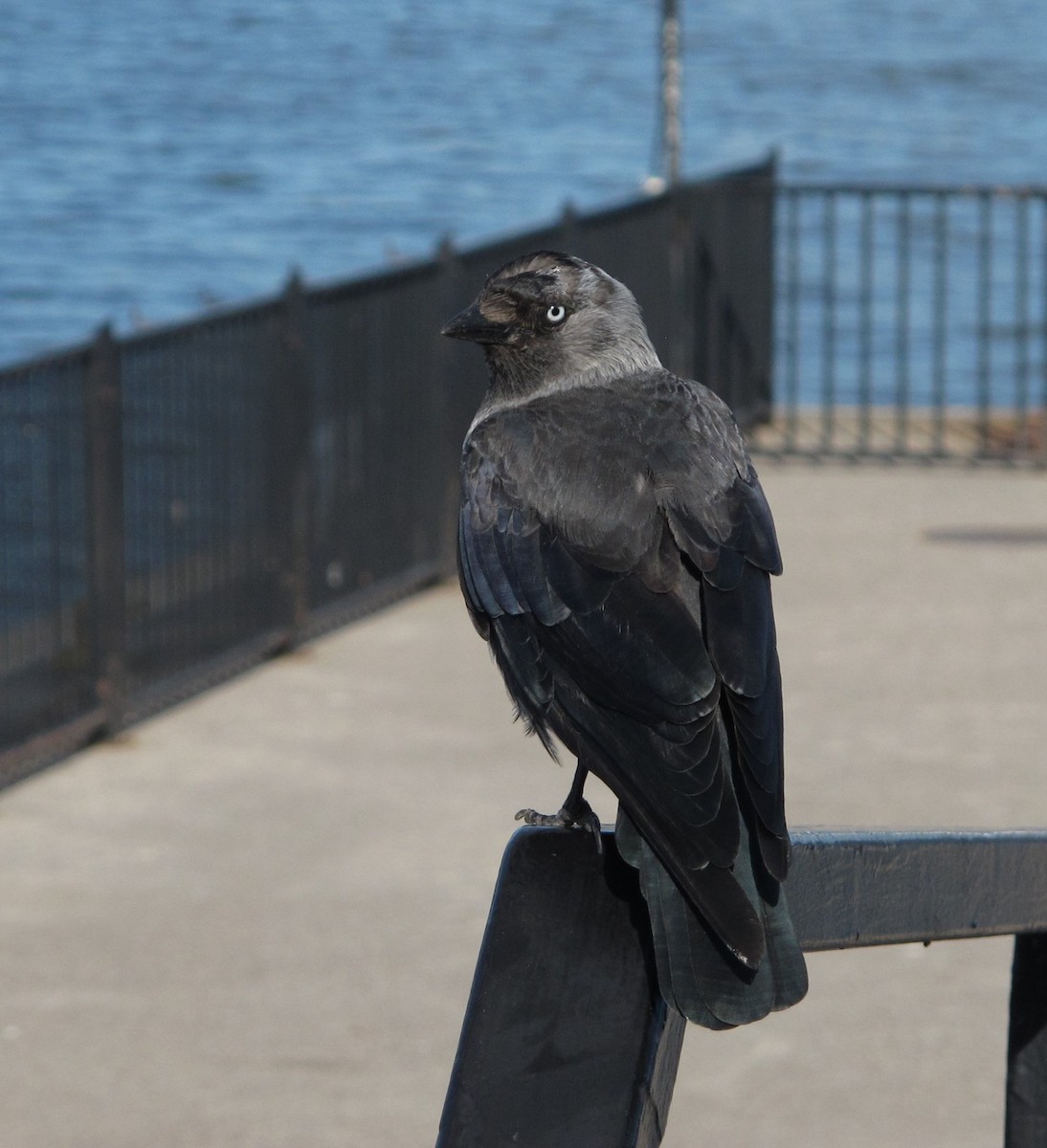 Choucas des tours - ML474591831