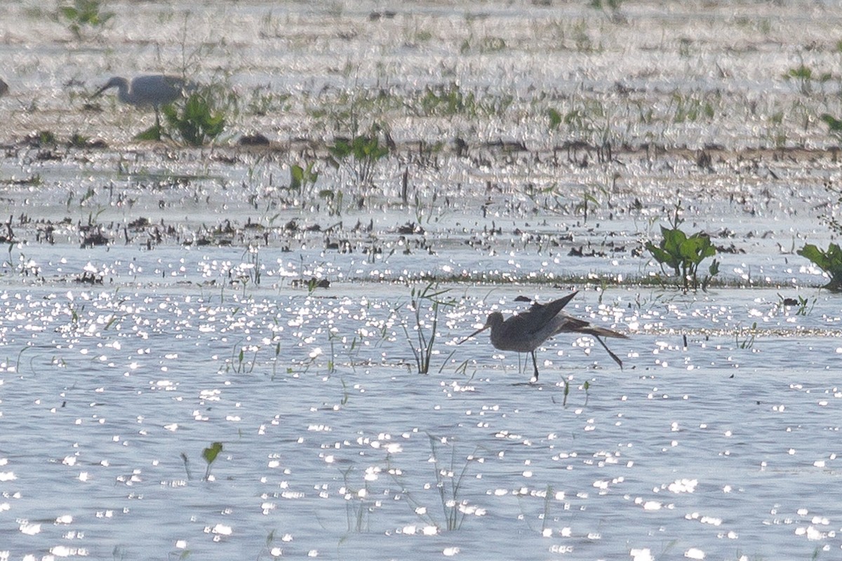 Black-tailed Godwit - ML47459191
