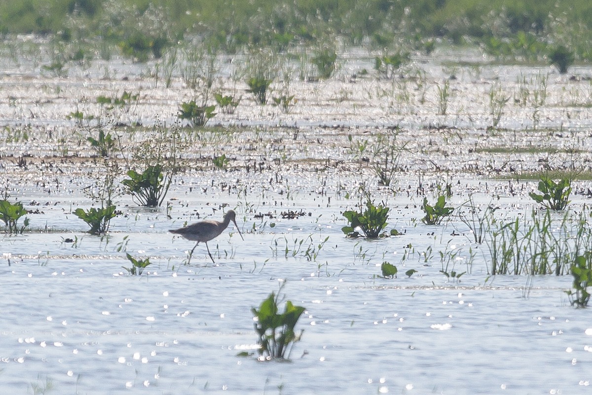 Black-tailed Godwit - ML47459221