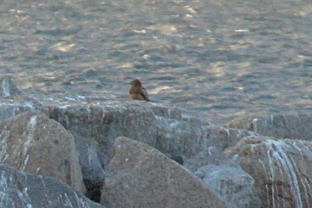 Brown Booby - ML47459321