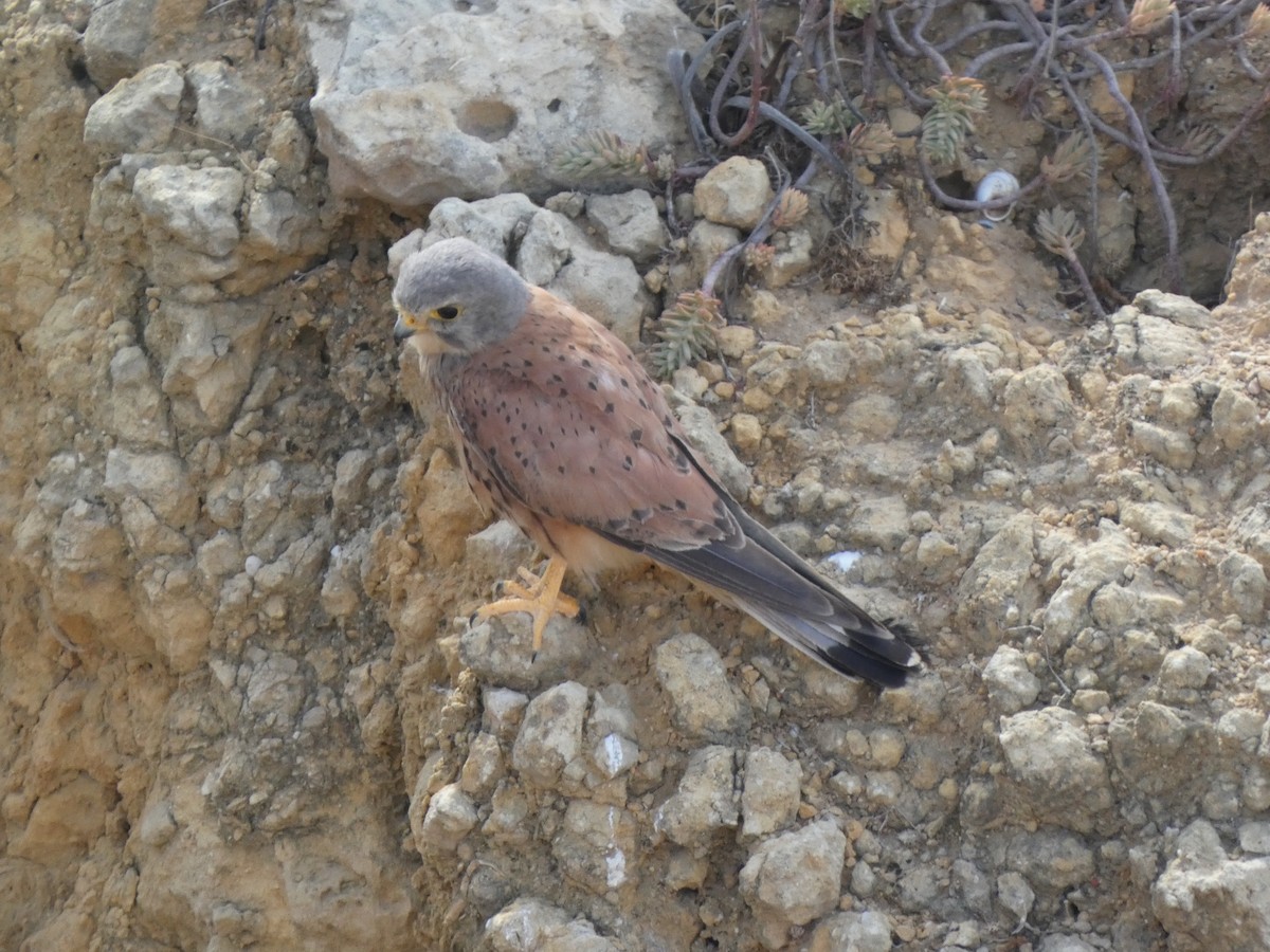 Eurasian Kestrel - ML474593271