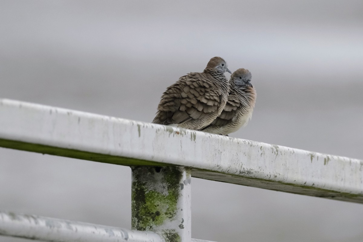 Zebra Dove - jessie lewin