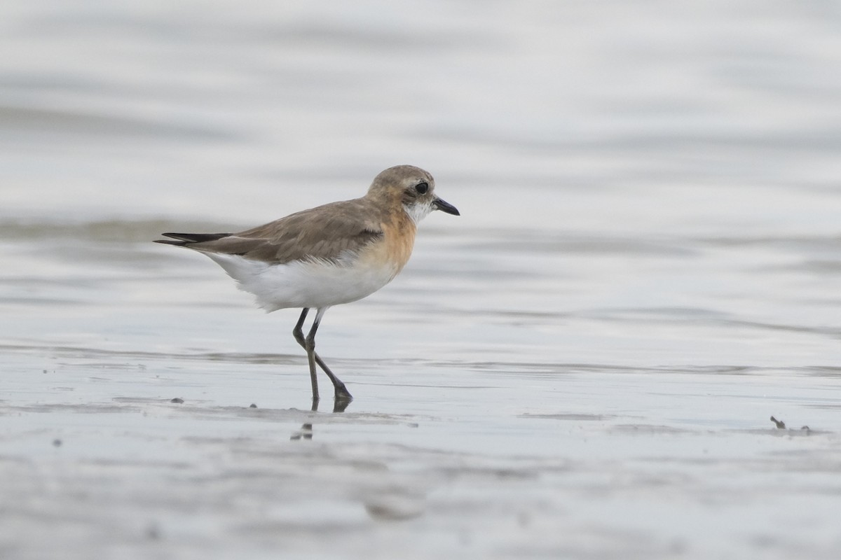 Siberian/Tibetan Sand-Plover - ML474593551