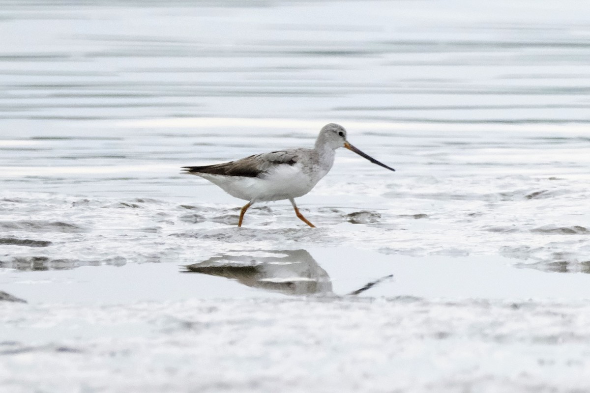 Terek Sandpiper - jessie lewin