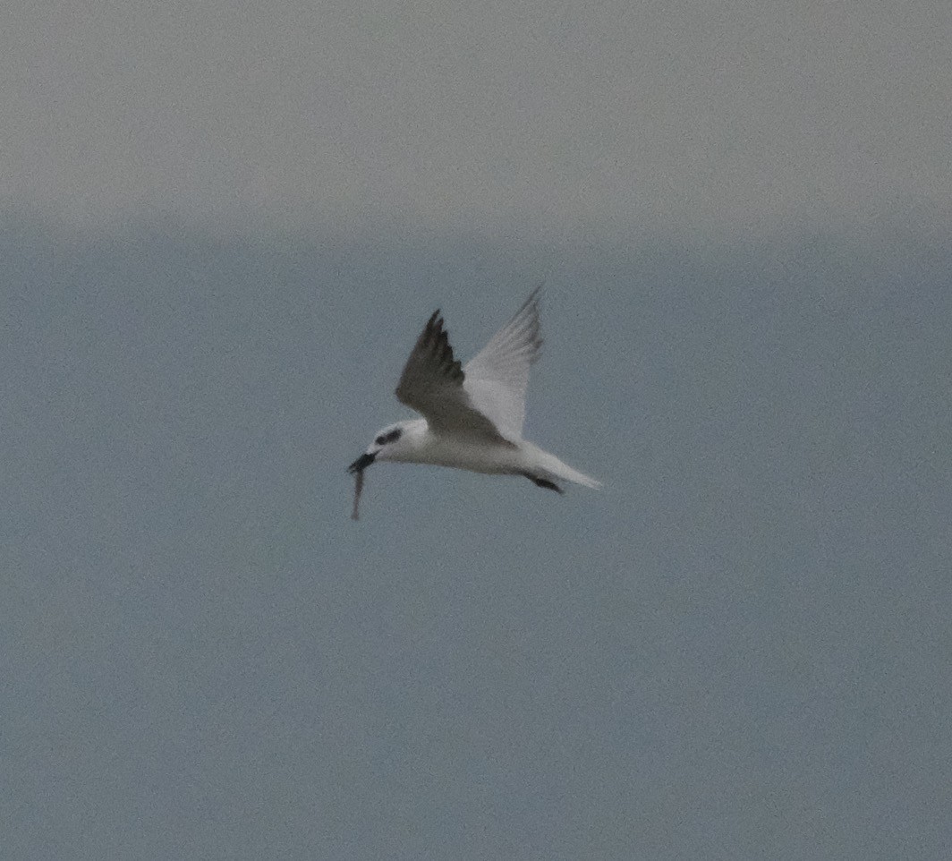 Gull-billed Tern - jessie lewin