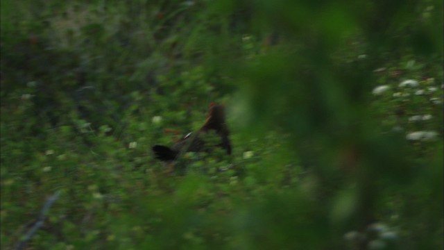 Willow Ptarmigan (Willow) - ML474594