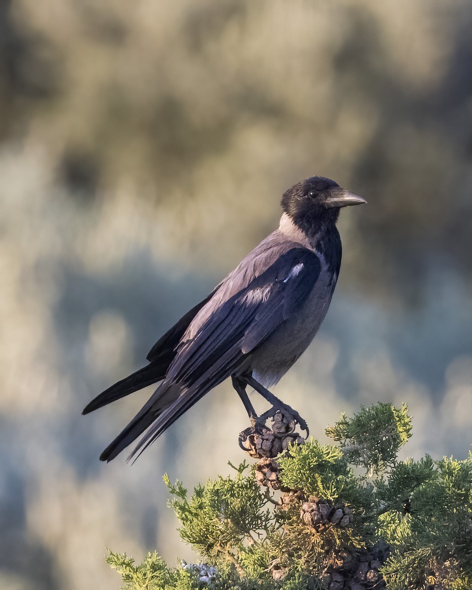 Hooded Crow - ML474595031