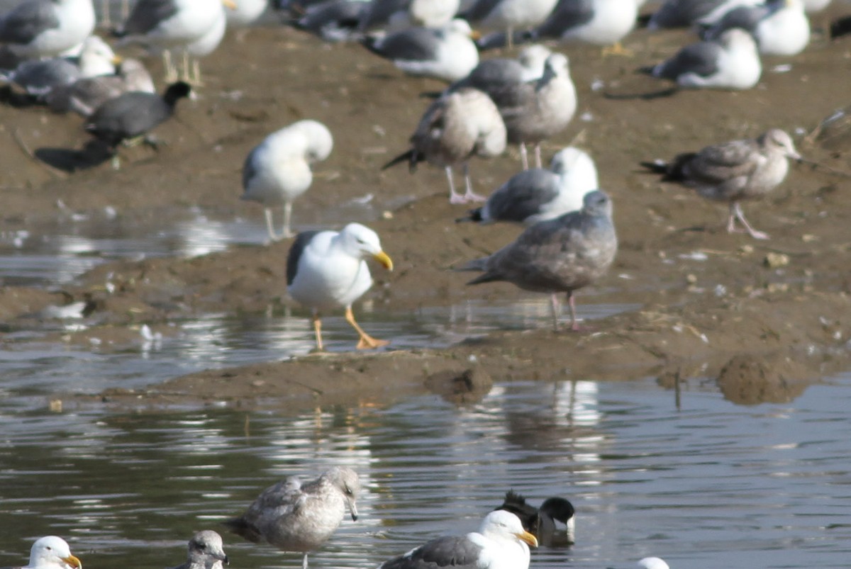 Yellow-footed Gull - John Garrett