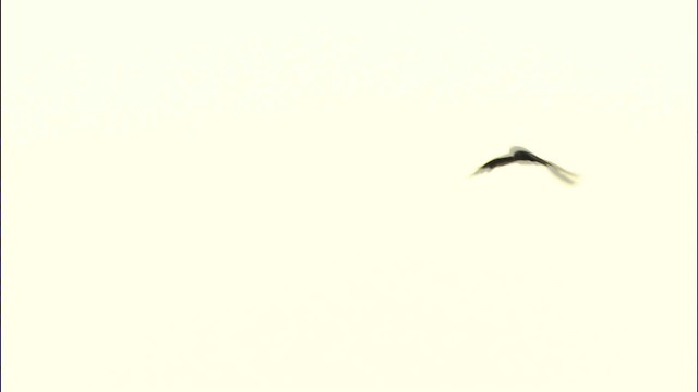 短耳鴞(flammeus) - ML474598