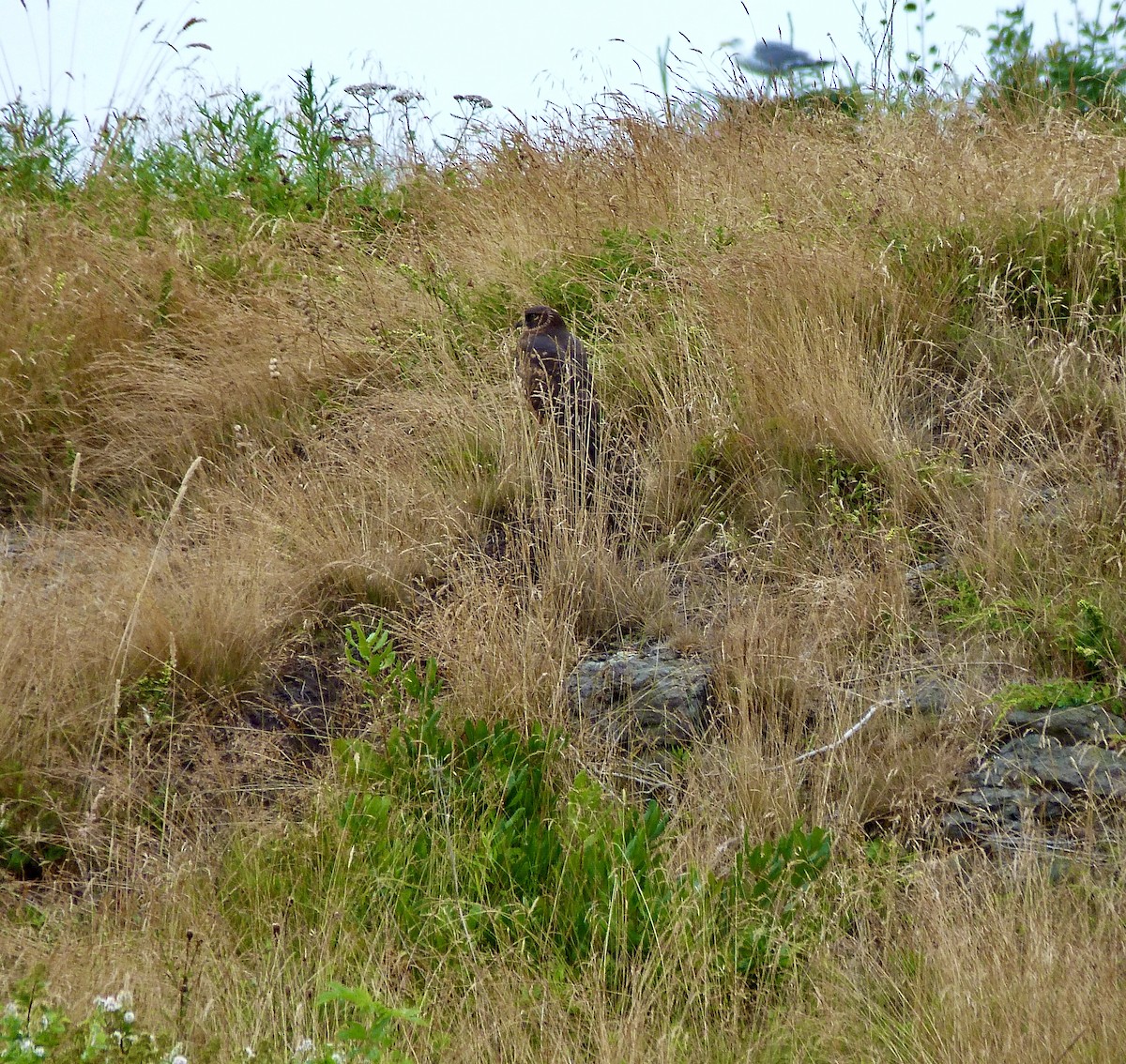 Northern Harrier - ML474599461