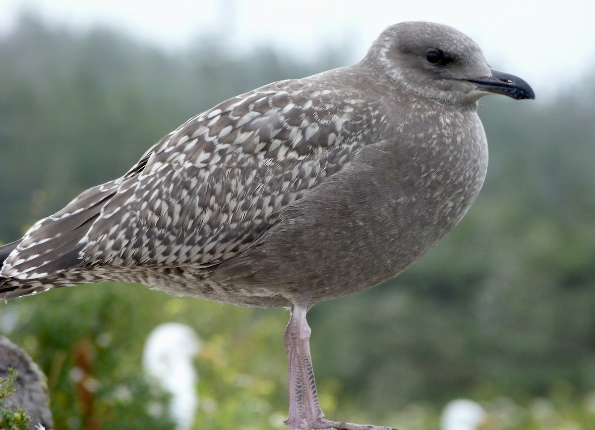American Herring Gull - ML474599511