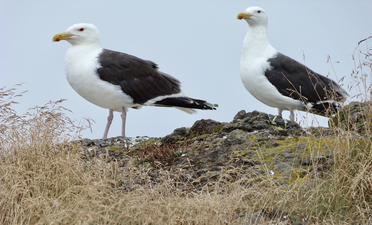 Great Black-backed Gull - ML474599531
