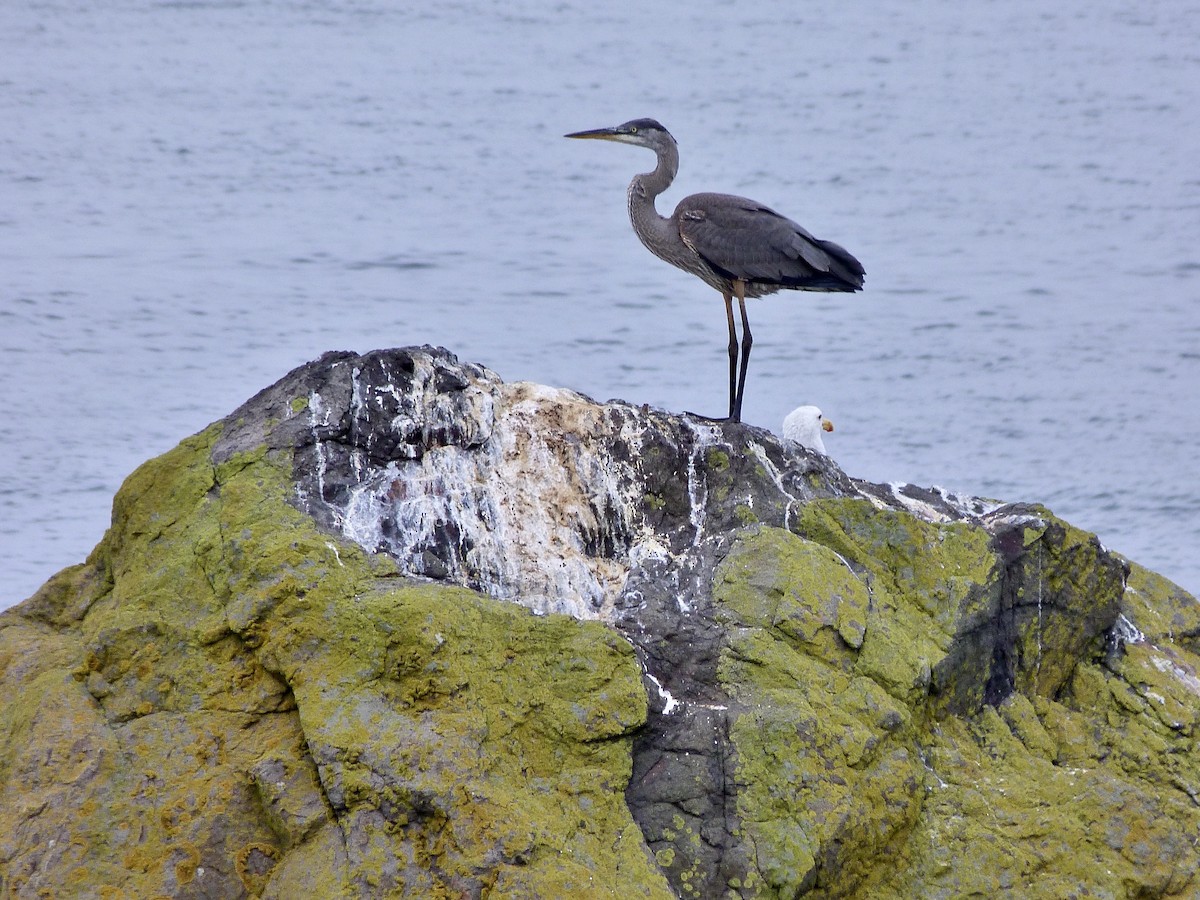 Great Blue Heron - ML474599591