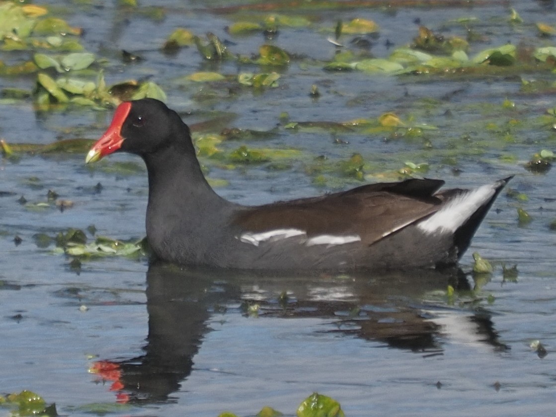 Common Gallinule - ML474599671