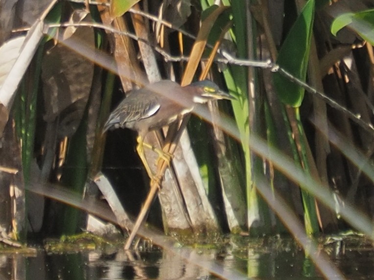 Green Heron - ML474599831