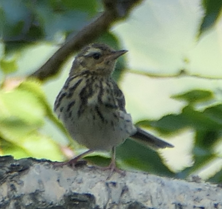 Pipit à dos olive - ML474600391