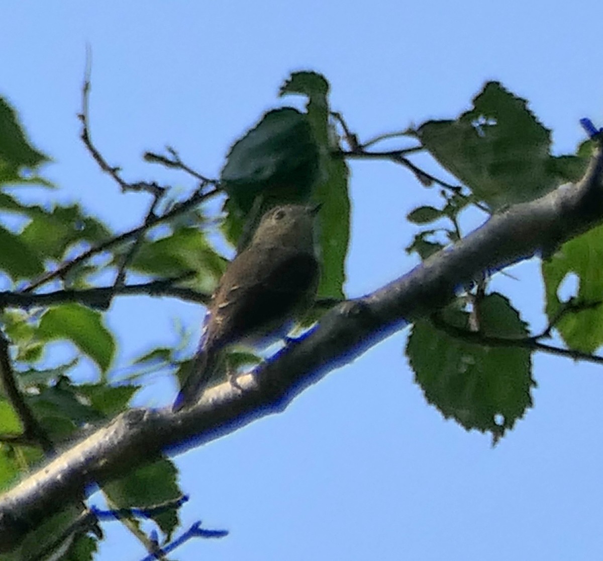 Taiga Flycatcher - ML474600411