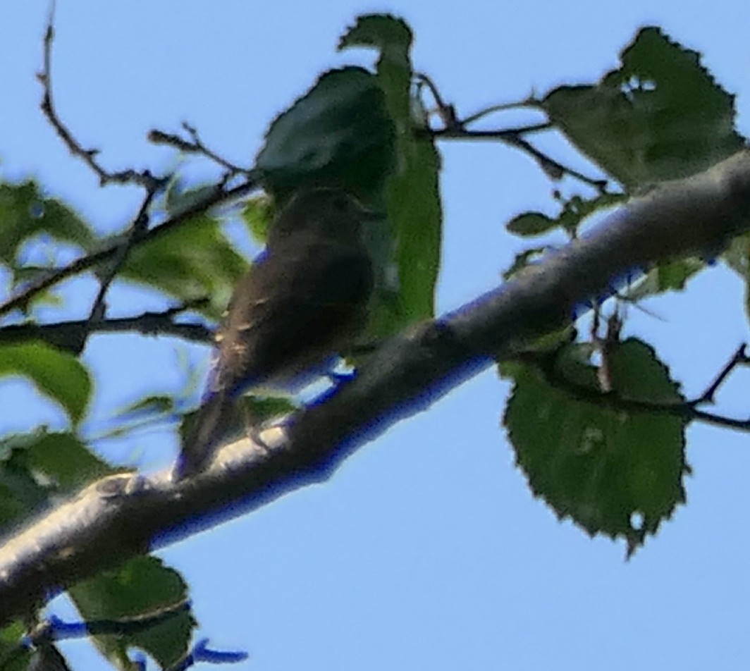 Taiga Flycatcher - ML474600461