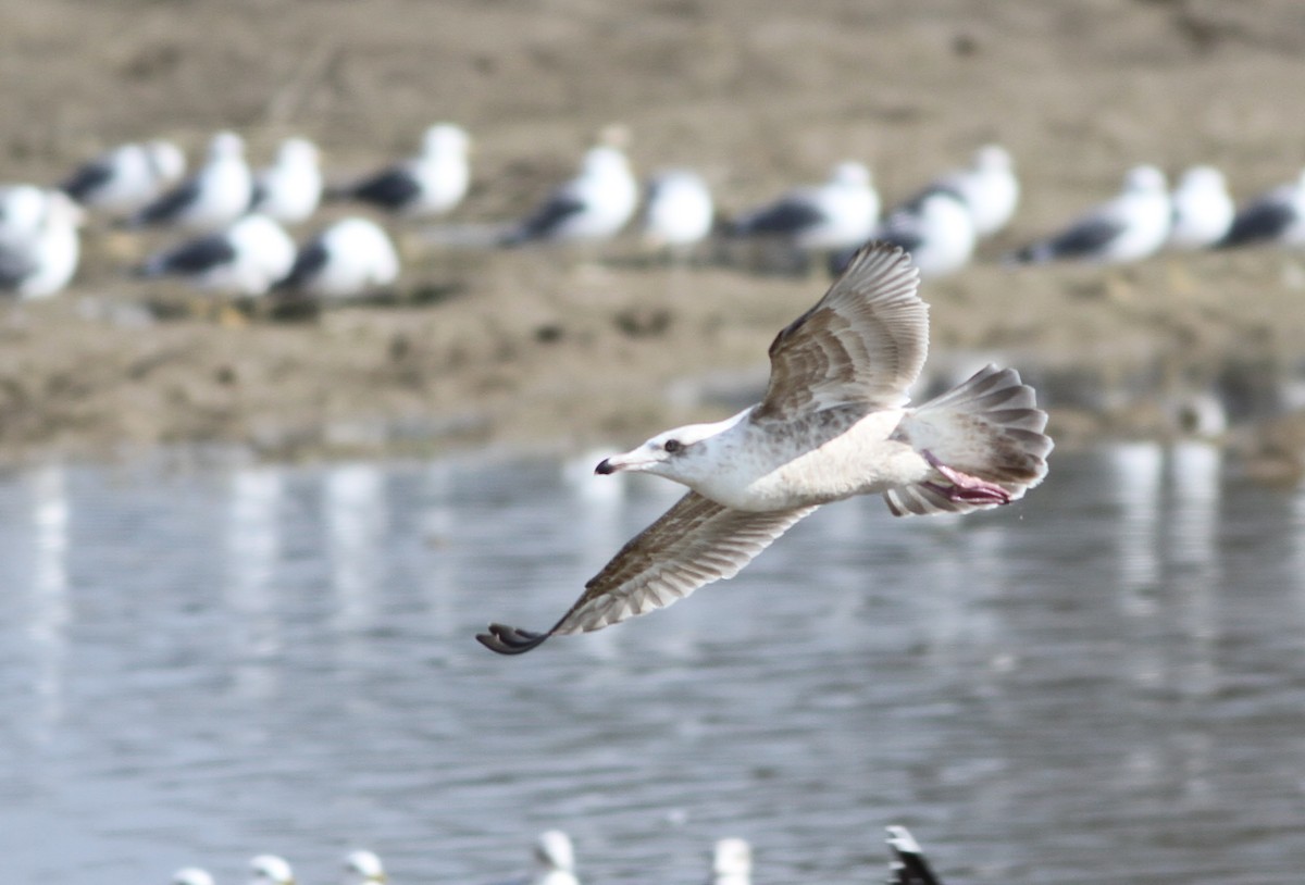 Slaty-backed Gull - John Garrett