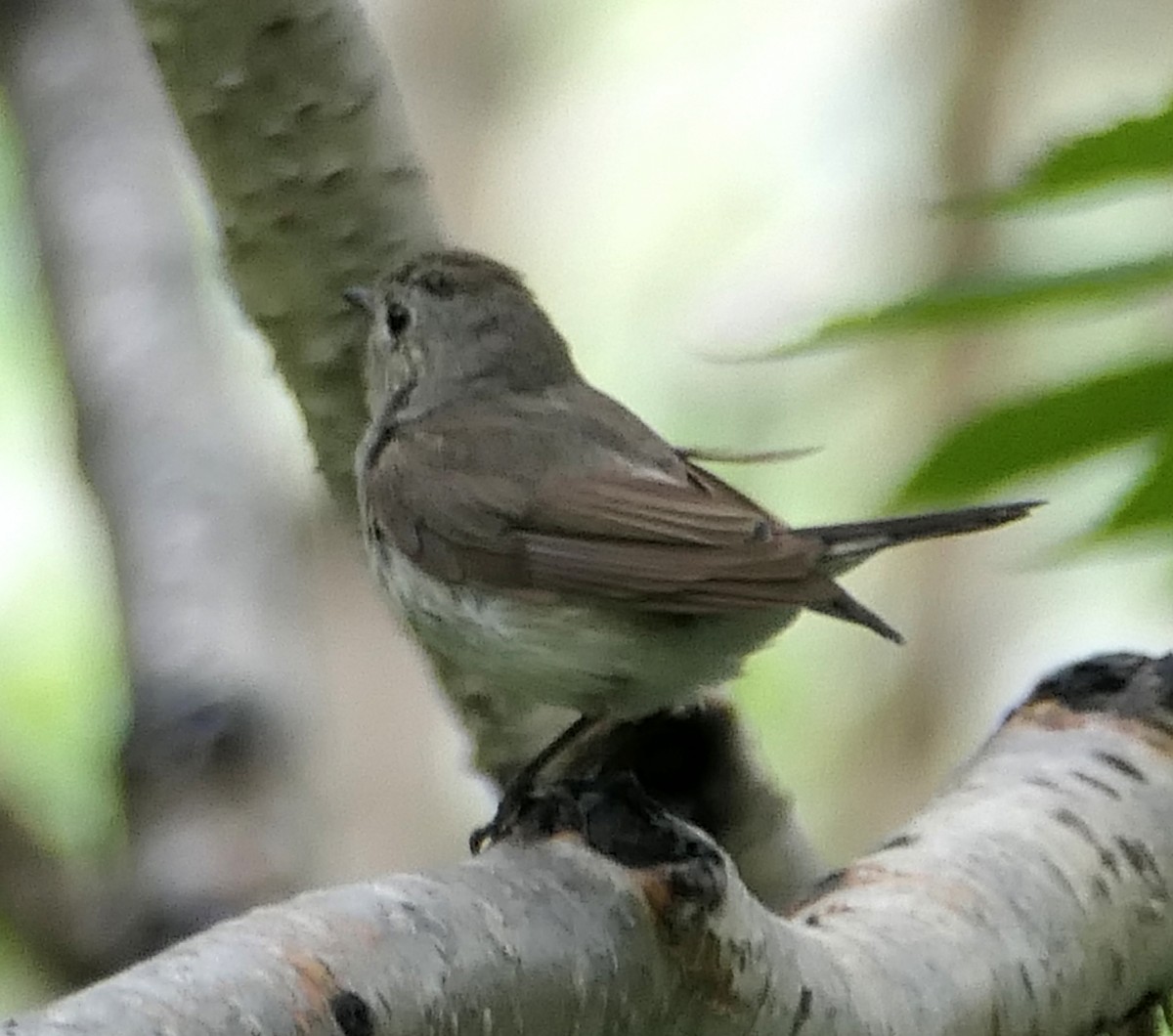 Taiga Flycatcher - ML474602031