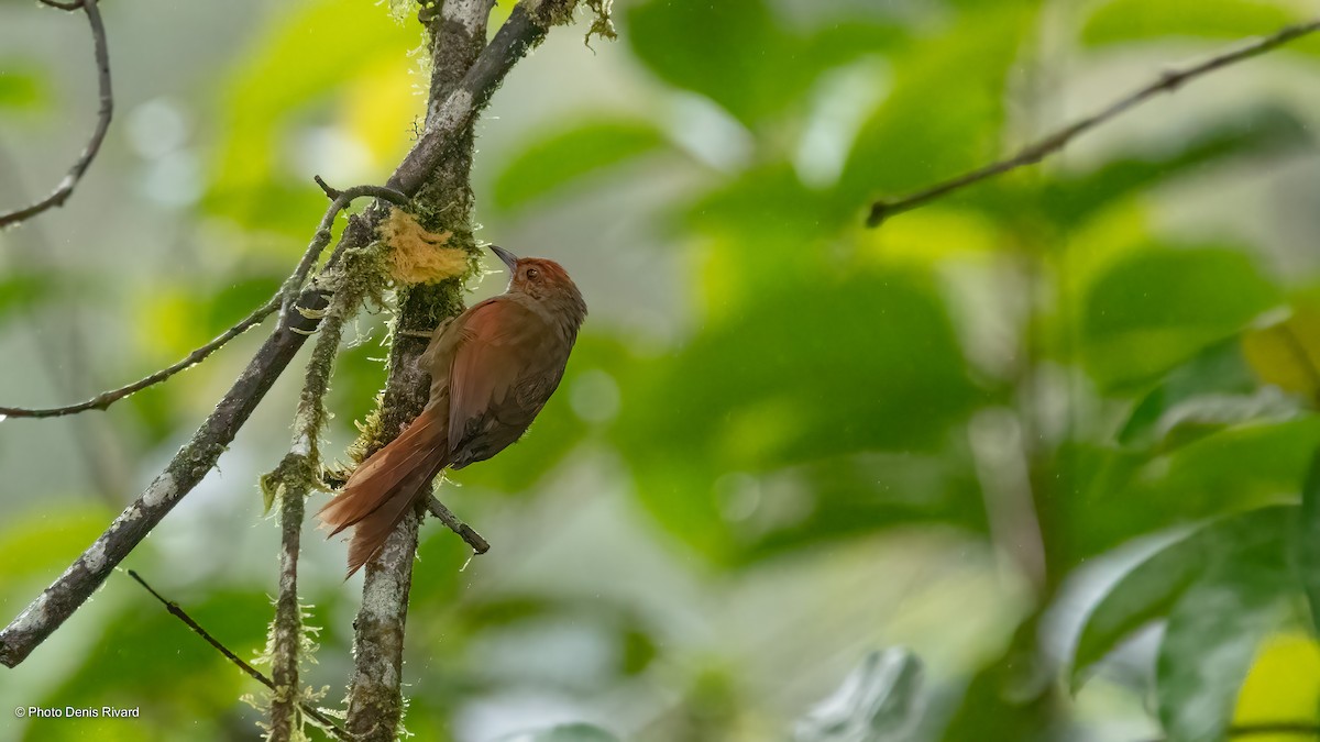 Red-faced Spinetail - ML474602191