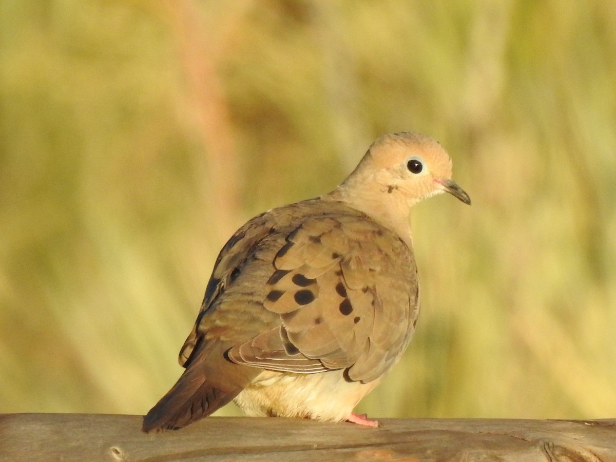 Mourning Dove - ML474602781