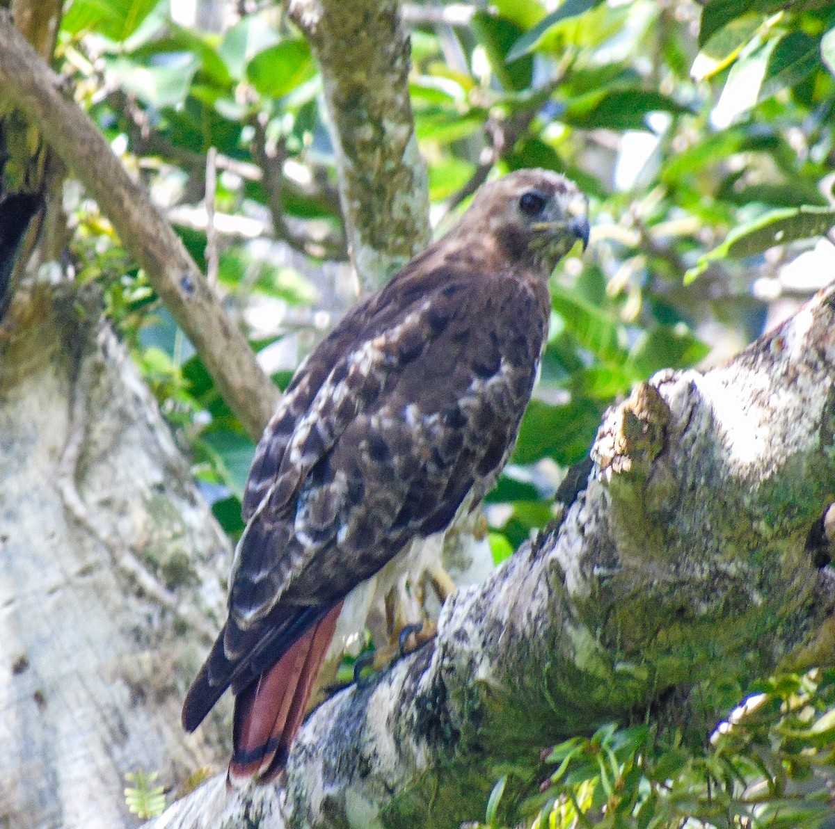 Red-tailed Hawk - ML474603431