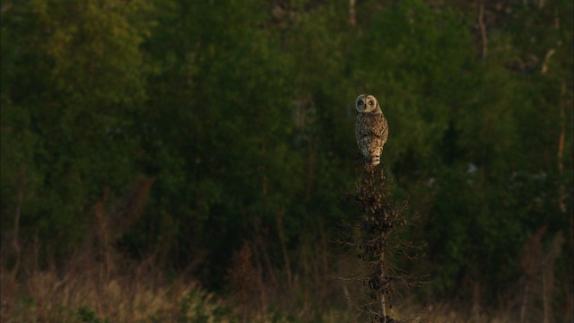 Short-eared Owl (Northern) - ML474604