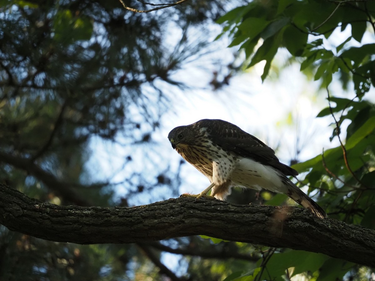 Cooper's Hawk - Jennifer Reck