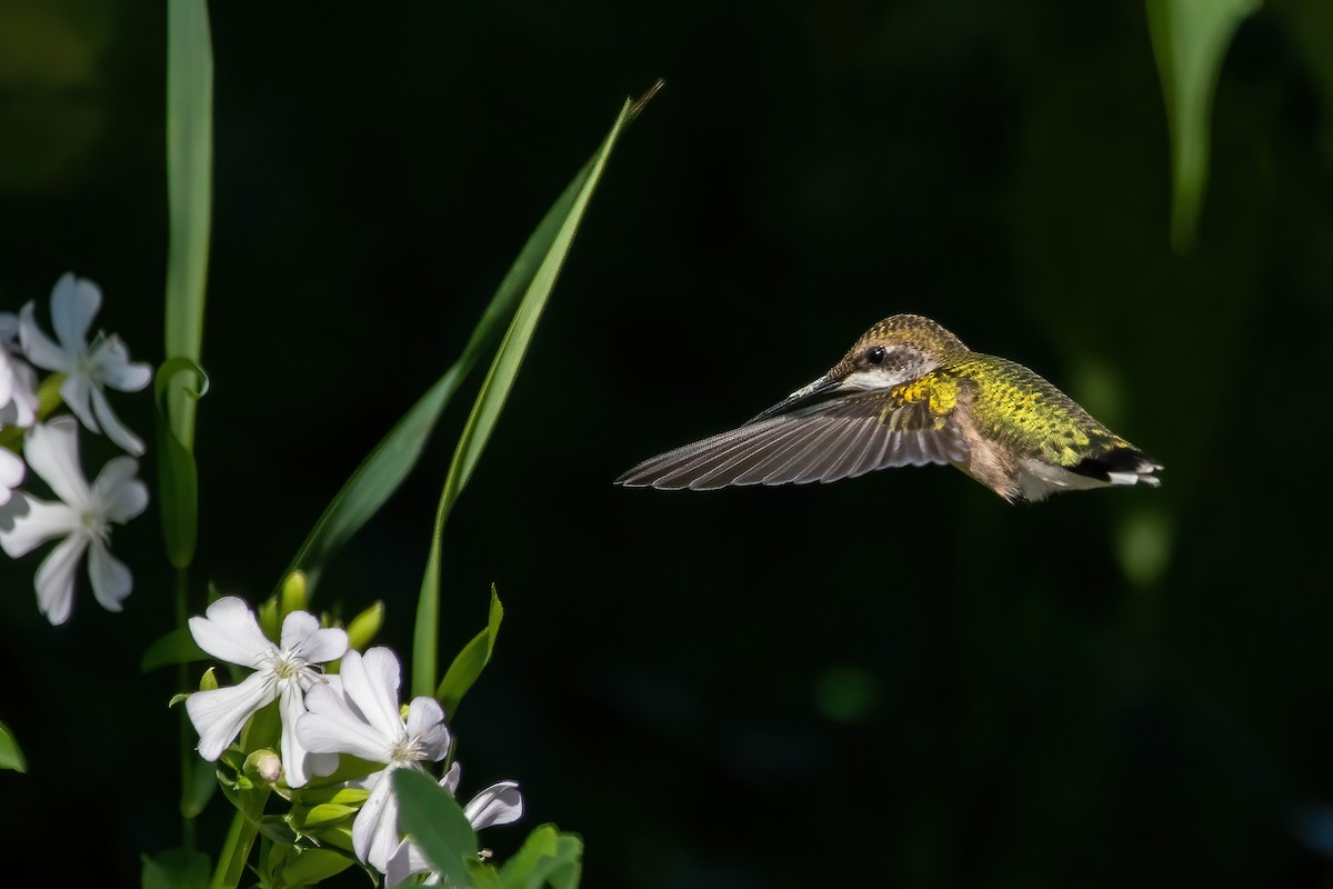 Ruby-throated Hummingbird - Nancy Wilcox