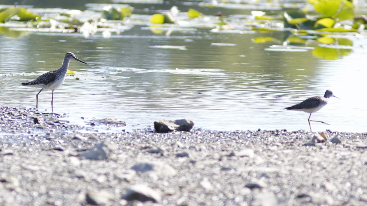 Greater Yellowlegs - ML474604761