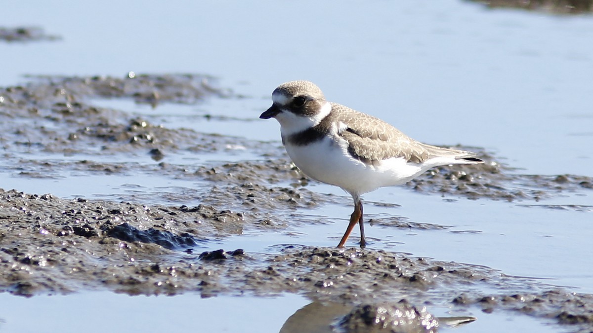 Semipalmated Plover - ML474604811