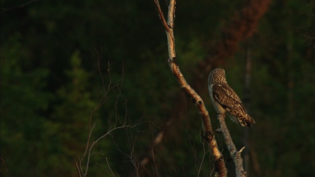 Short-eared Owl (Northern) - ML474605