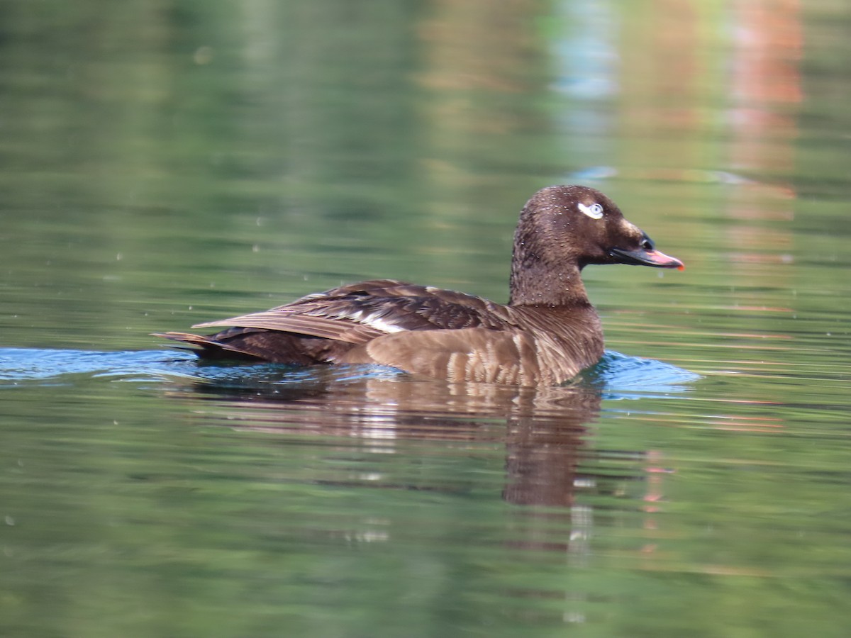 White-winged Scoter - ML474606411