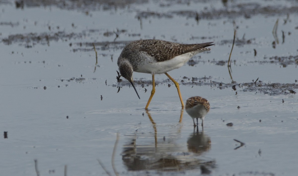 Lesser Yellowlegs - Robert Tonge