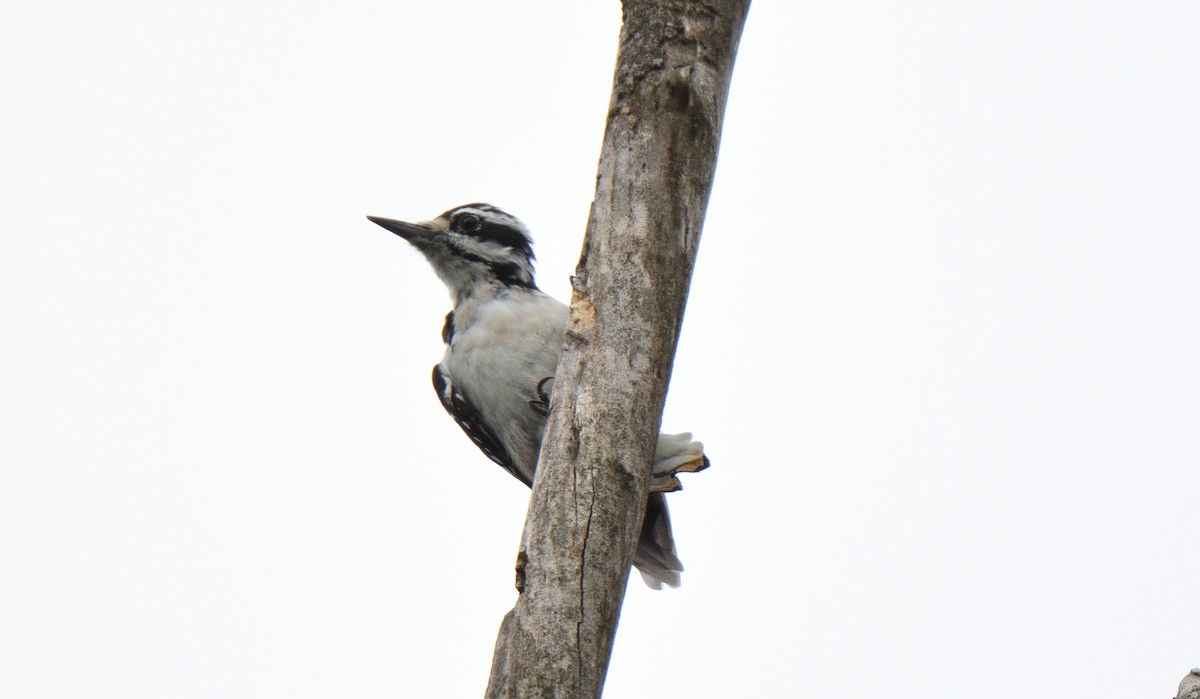 Hairy Woodpecker - ML474606801