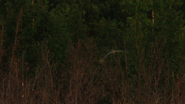 Short-eared Owl (Northern) - ML474607