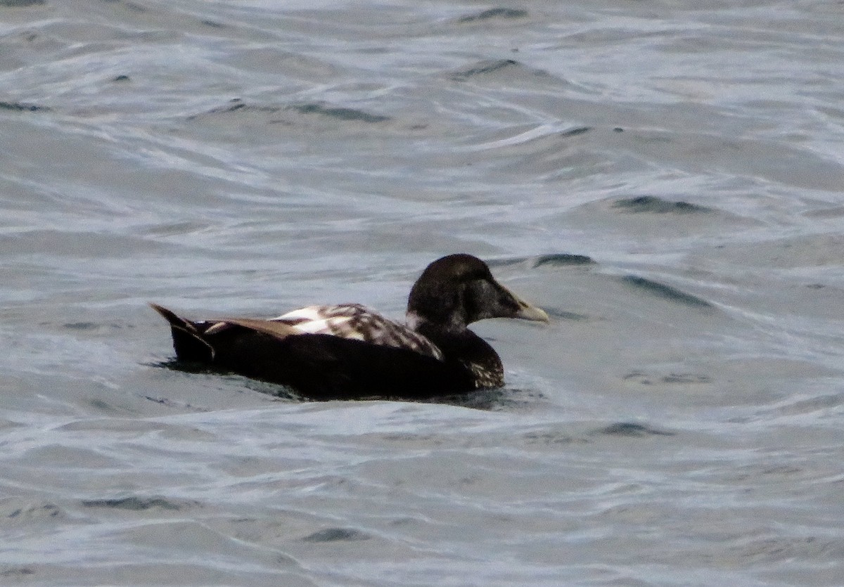 Common Eider - ML474607531